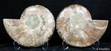 Inch Split Ammonite Pair #2624-2
